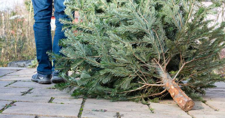 Opération recyclage de sapins